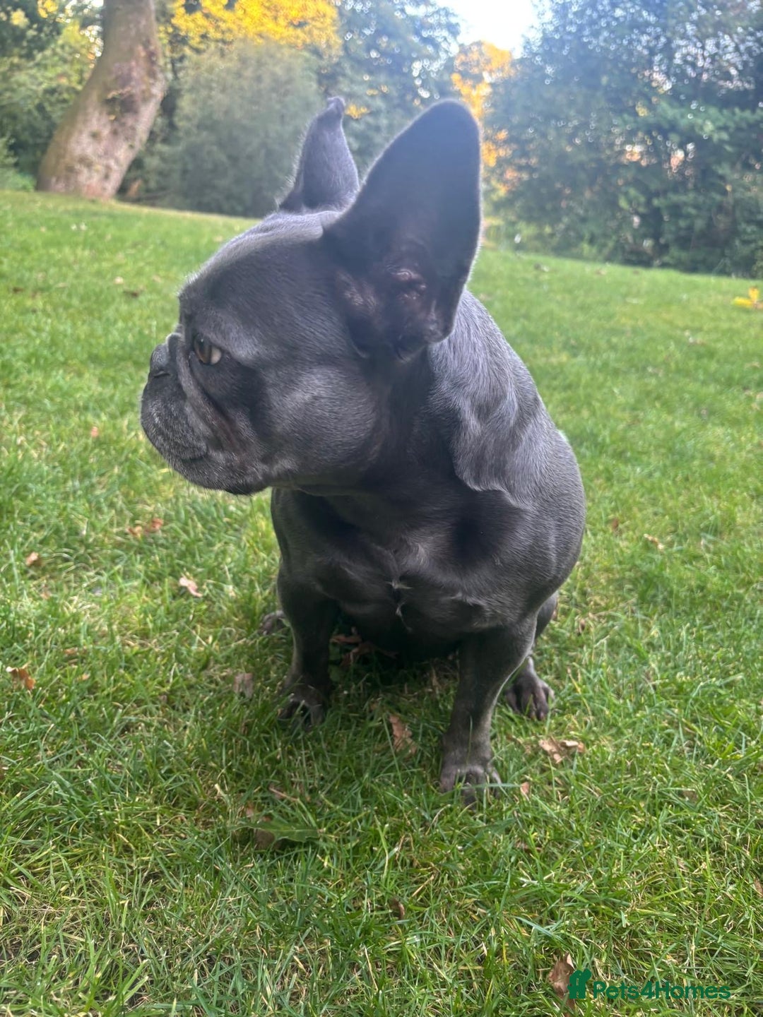 French Bulldog dogs for sale: Blue French bulldog - Image 5