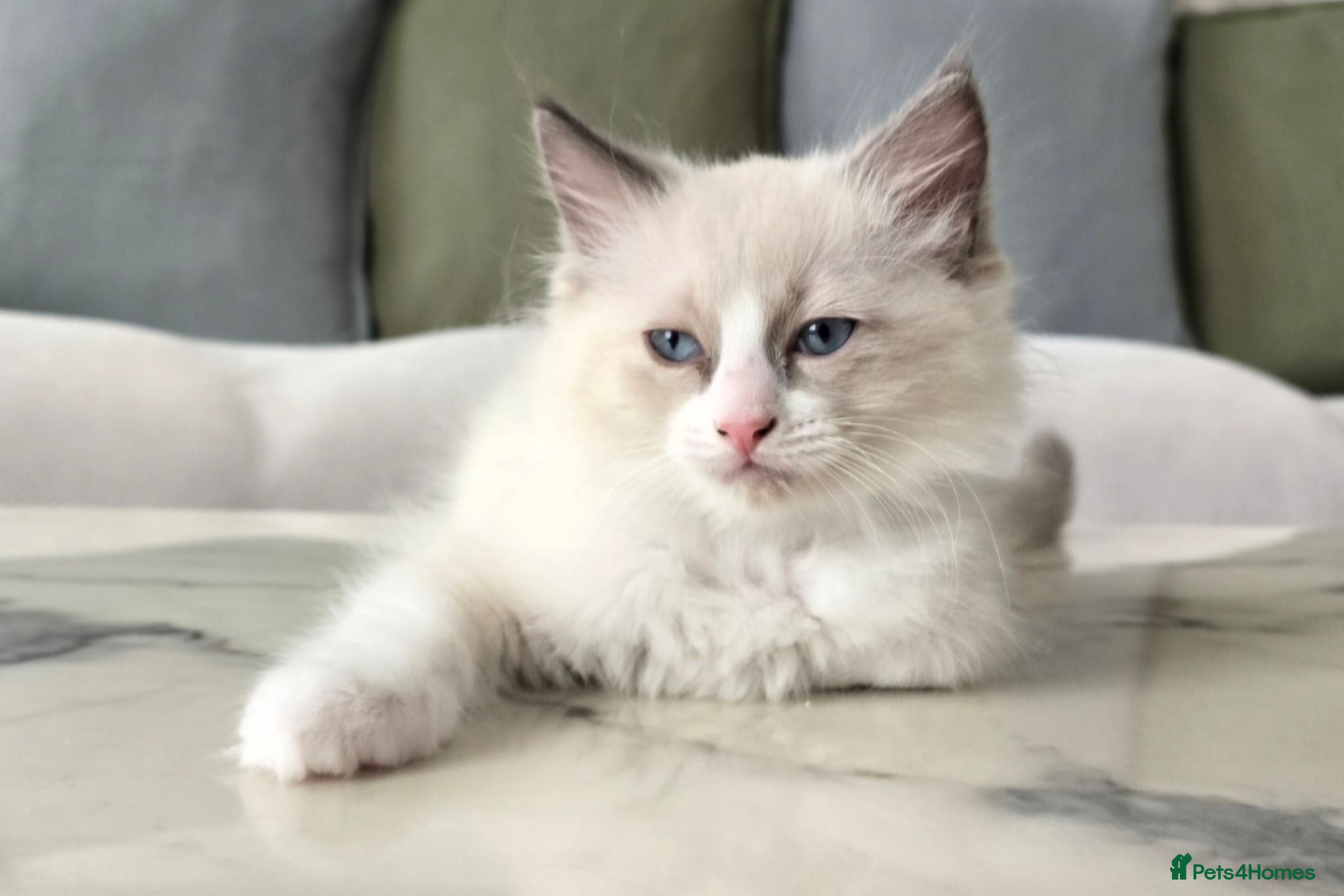 Ragdoll cats 🤍 Pure Ragdoll Kittens Ready Now - Advert 1