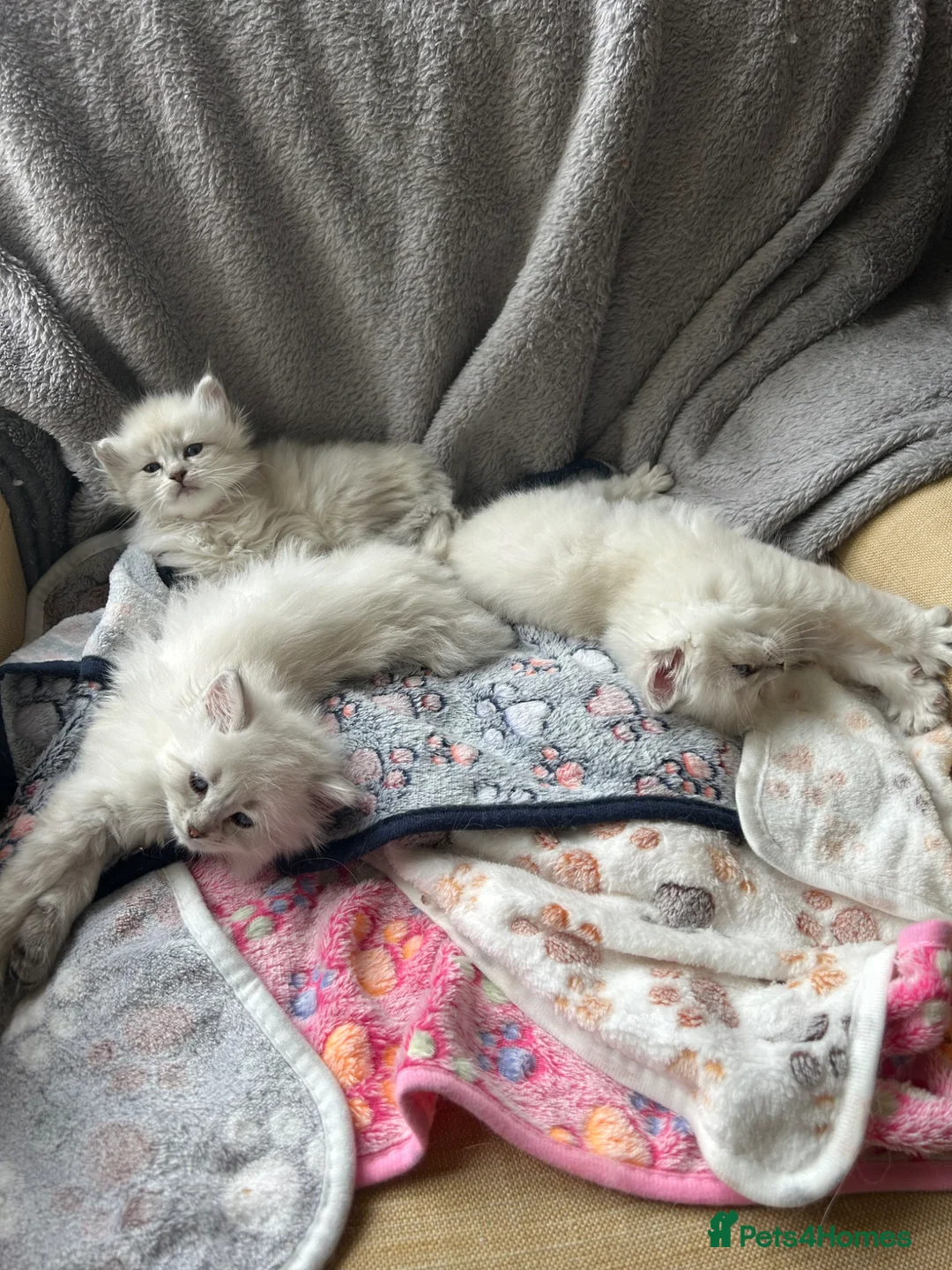 Siberian cats for sale: Neva Masquerade kittens  - Advert 2