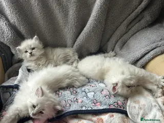 Siberian cats 💖 Home Raised Siberian N/M Kittens - Advert 2