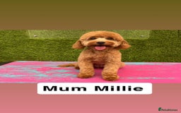 Cavapoo dogs for sale: Adorable cavapoo puppies for sale  - Advert 12