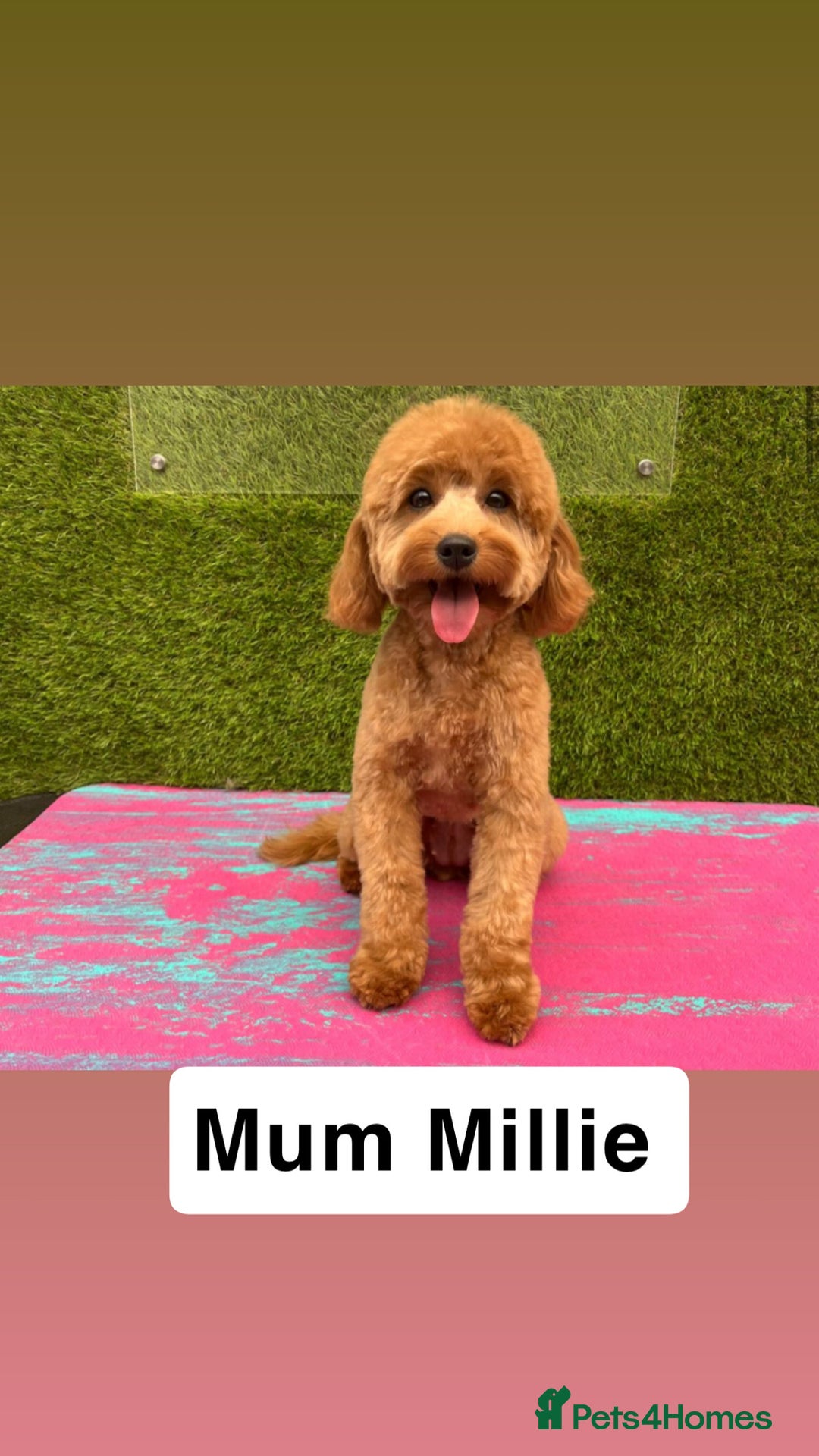 Cavapoo dogs for sale: Adorable cavapoo puppies for sale  - Advert 12