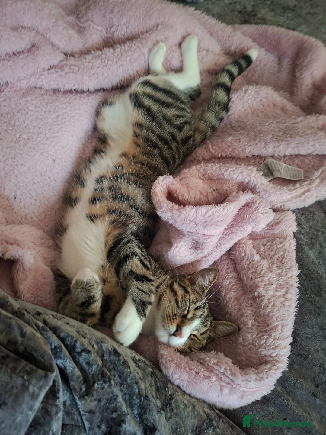 Domestic Shorthair cats for sale: Brother and sister  in Peterlee - Advert 6