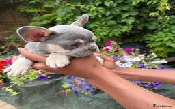 French Bulldog dogs for sale: French bulldog puppies ready now. - Image 10