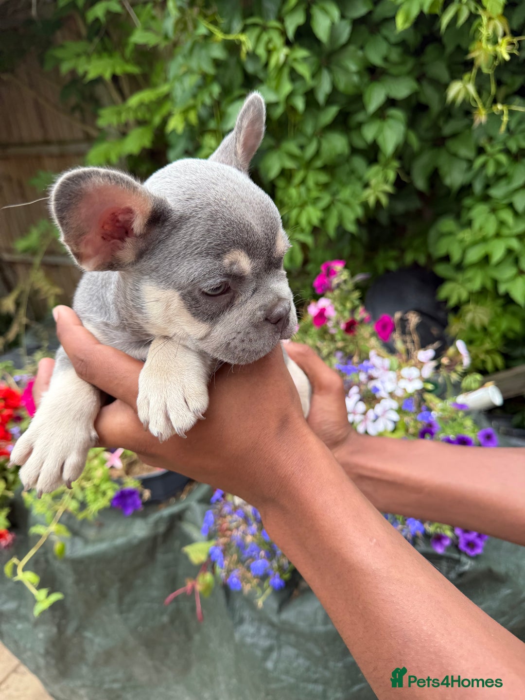 French Bulldog dogs for sale: French bulldog puppies ready now. - Image 10