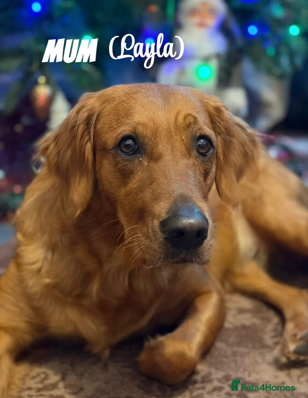 Golden Retriever dogs for sale: Dark Golden Retriever Puppies Health-Tested  - Advert 7