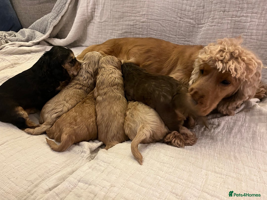 Cocker Spaniel dogs for sale: Adorable show type cocker spaniel pups - Advert 28