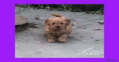 Cockapoo dogs - Advert 5