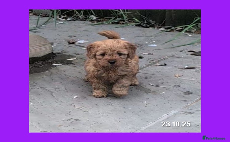 Cockapoo dogs - Advert 2