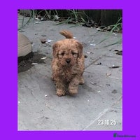 Cockapoo dogs - Advert 5
