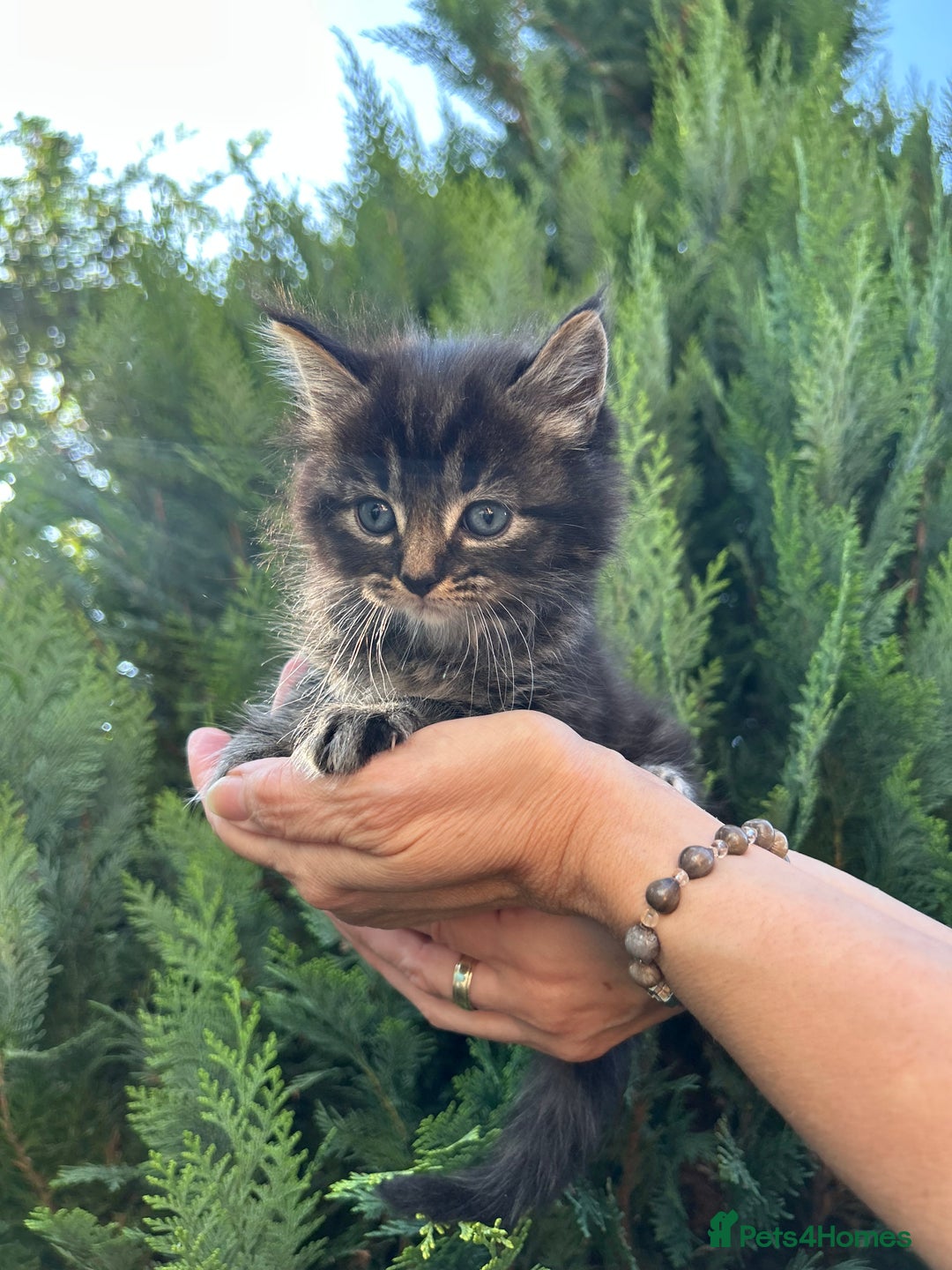 Scottish Fold cats for sale: Adorable Scottish Fold Mix Kittens - Image 11