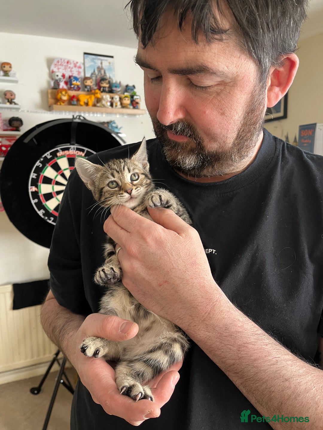 Mixed Breed cats for sale: Beautiful Kittens - Advert 7