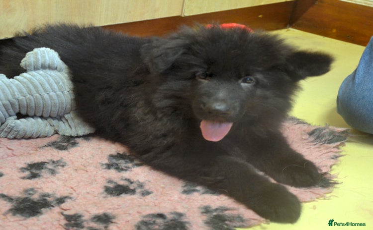 German Shepherd dogs KC REG READY NOW SUPER STUNNING  HUNKY BLACK BOY  - Advert 4