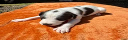Lurcher dogs for sale: Lurcher saluki greyhound beddlington whippet - Advert 7