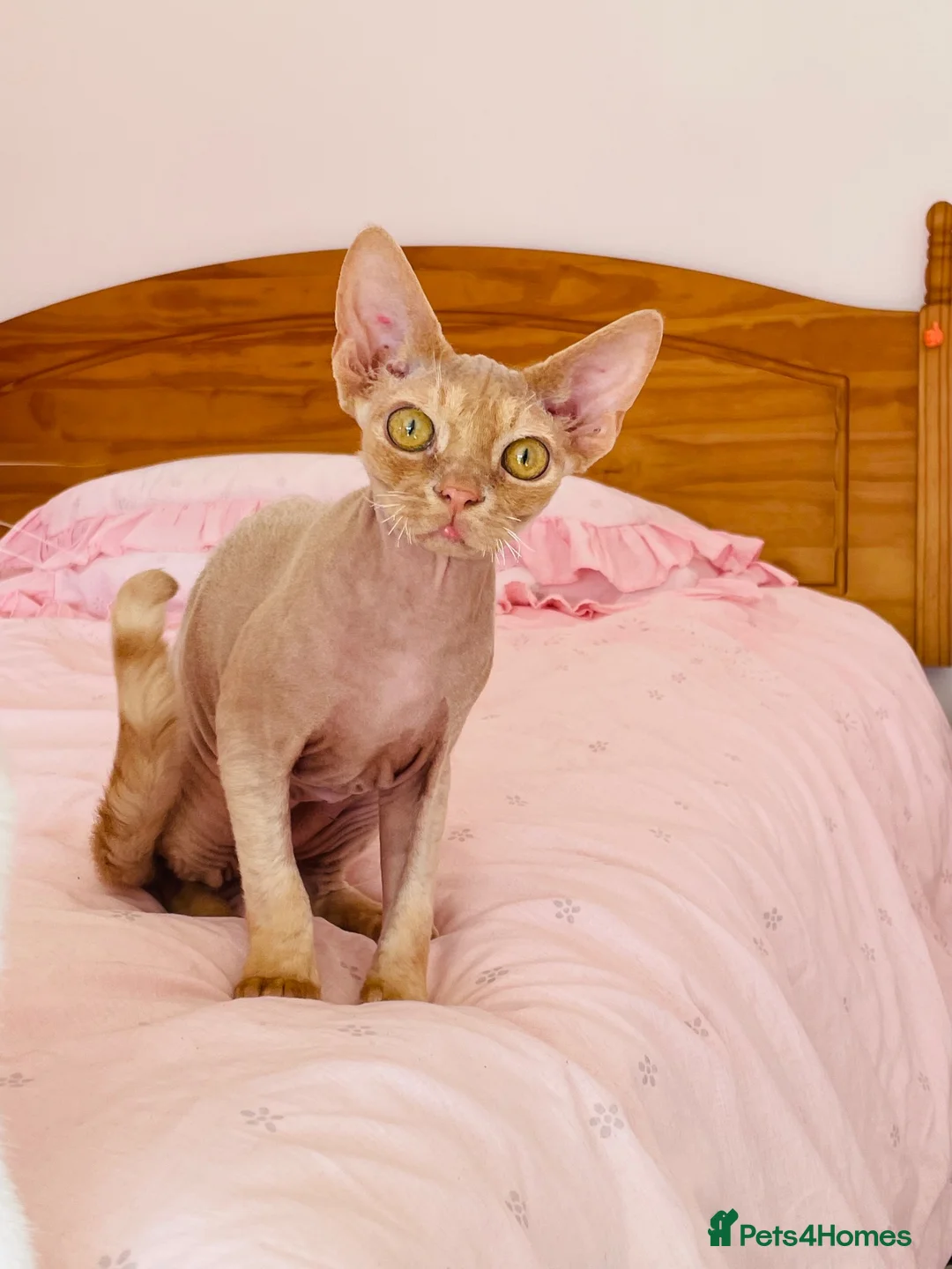 Devon Rex cats for sale: very beautiful Devon Rex boy - Advert 1