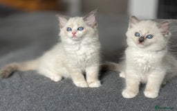 Ragdoll cats for sale: Attention please🥳TICA & Rare - Image 36