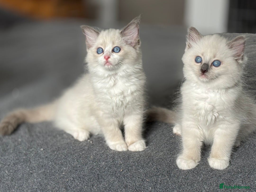 Ragdoll cats for sale: Attention please🥳TICA & Rare - Image 36