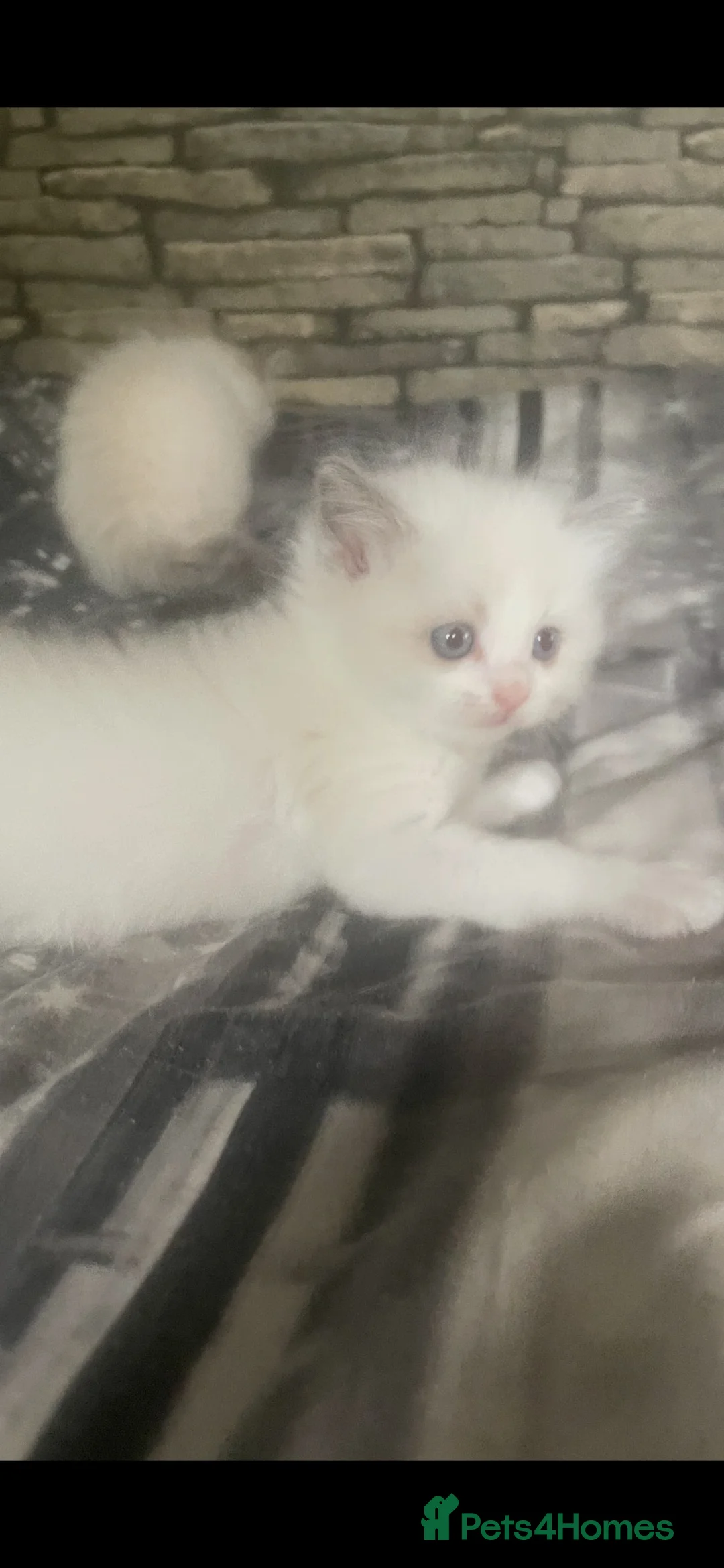 Ragdoll cats for sale: Rare lilac bicolour ragdolls  - Advert 2