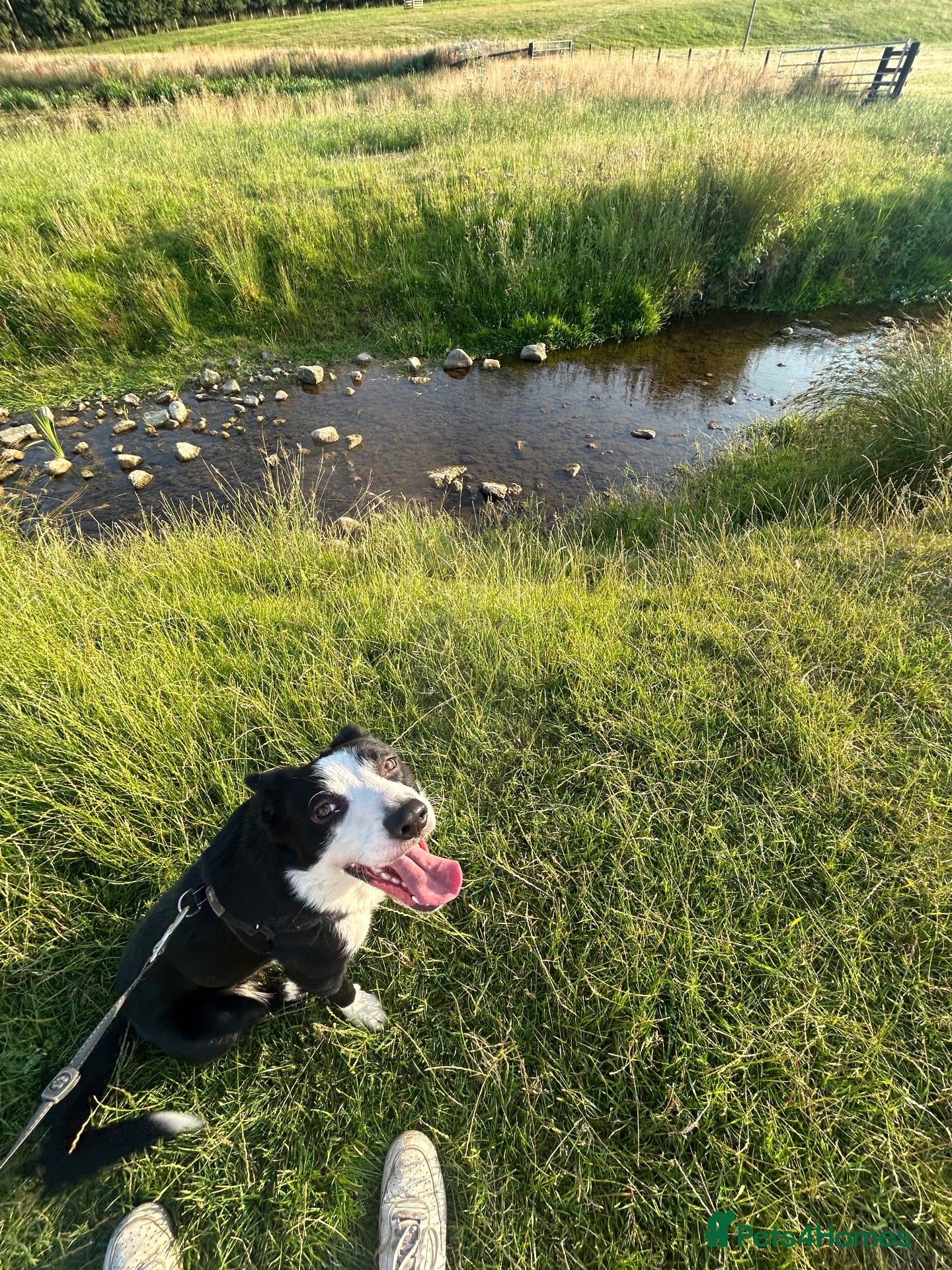 Border Collie dogs Pedigree Border Collie - Advert 4