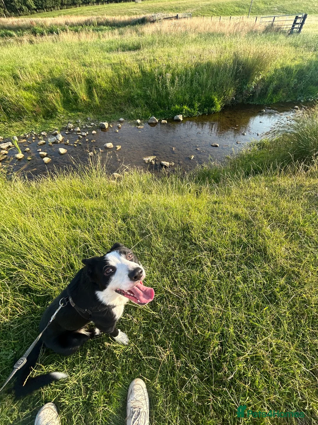 Border Collie dogs for sale: Pedigree Border Collie - Advert 1