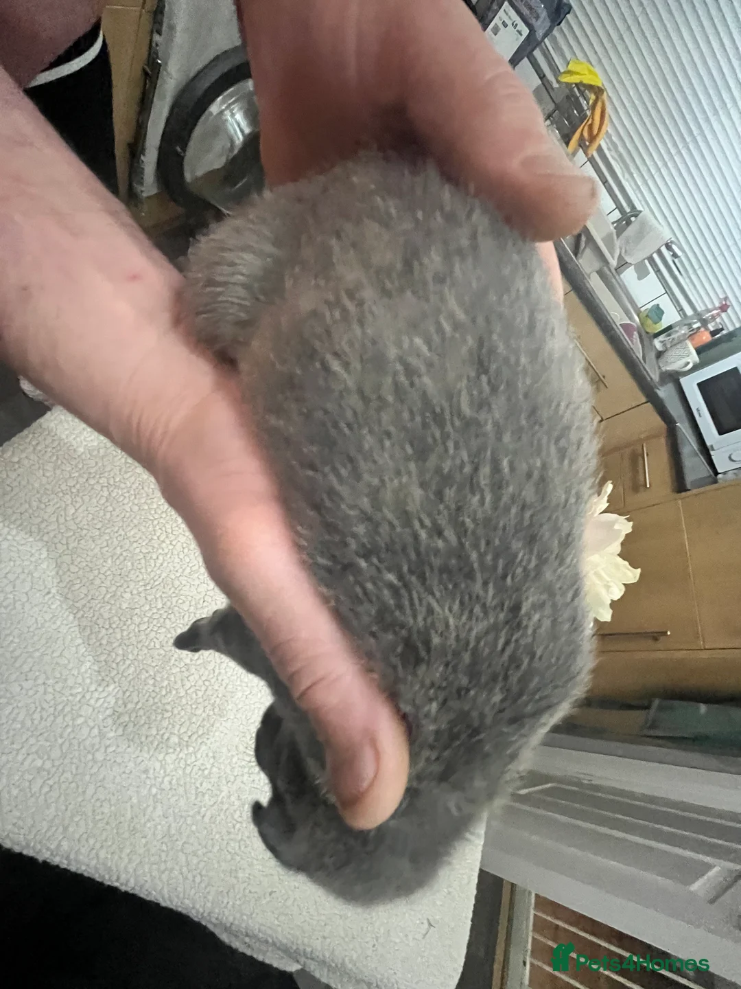 Bedlington Terrier dogs for sale: Beautiful Bedy/whippet Pups in Halstead - Advert 15