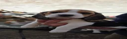 Beagle dogs for sale: 🐾Beautiful Beagle Puppies For Sale!🐶💕 - Advert 20