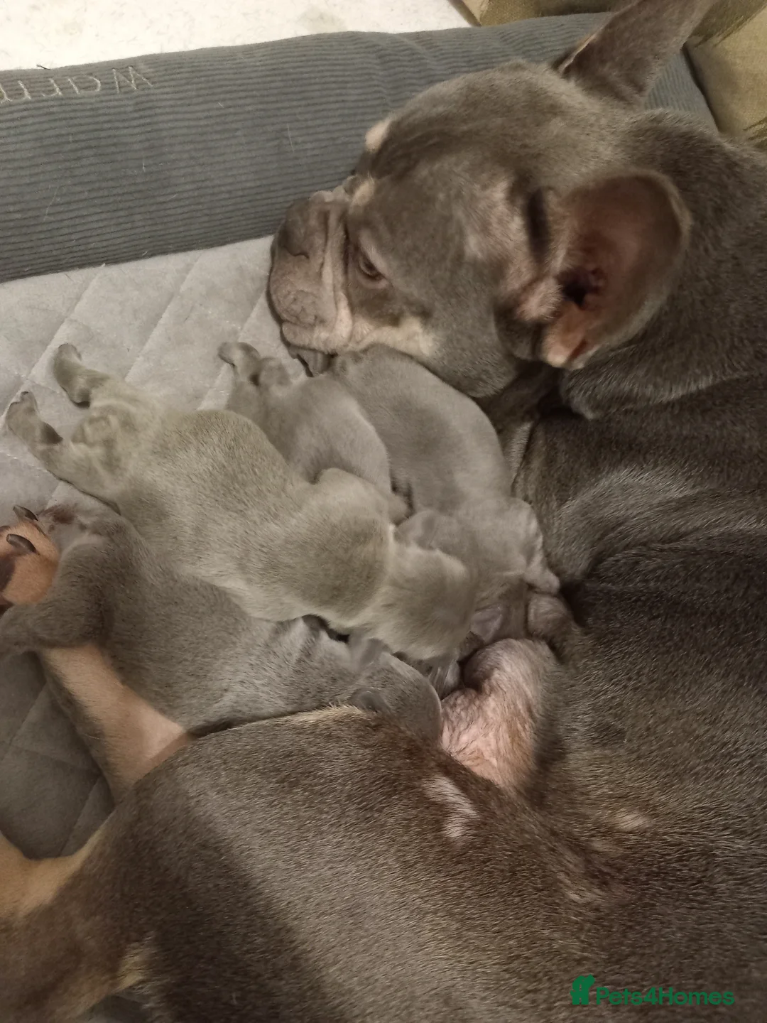 French Bulldog dogs for sale: Lilac and tan frenchie pups in Liverpool - Advert 2