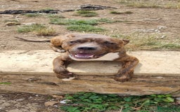 Mixed Breed dogs for sale: 2 lovely boys need a loving forever home - Image 5