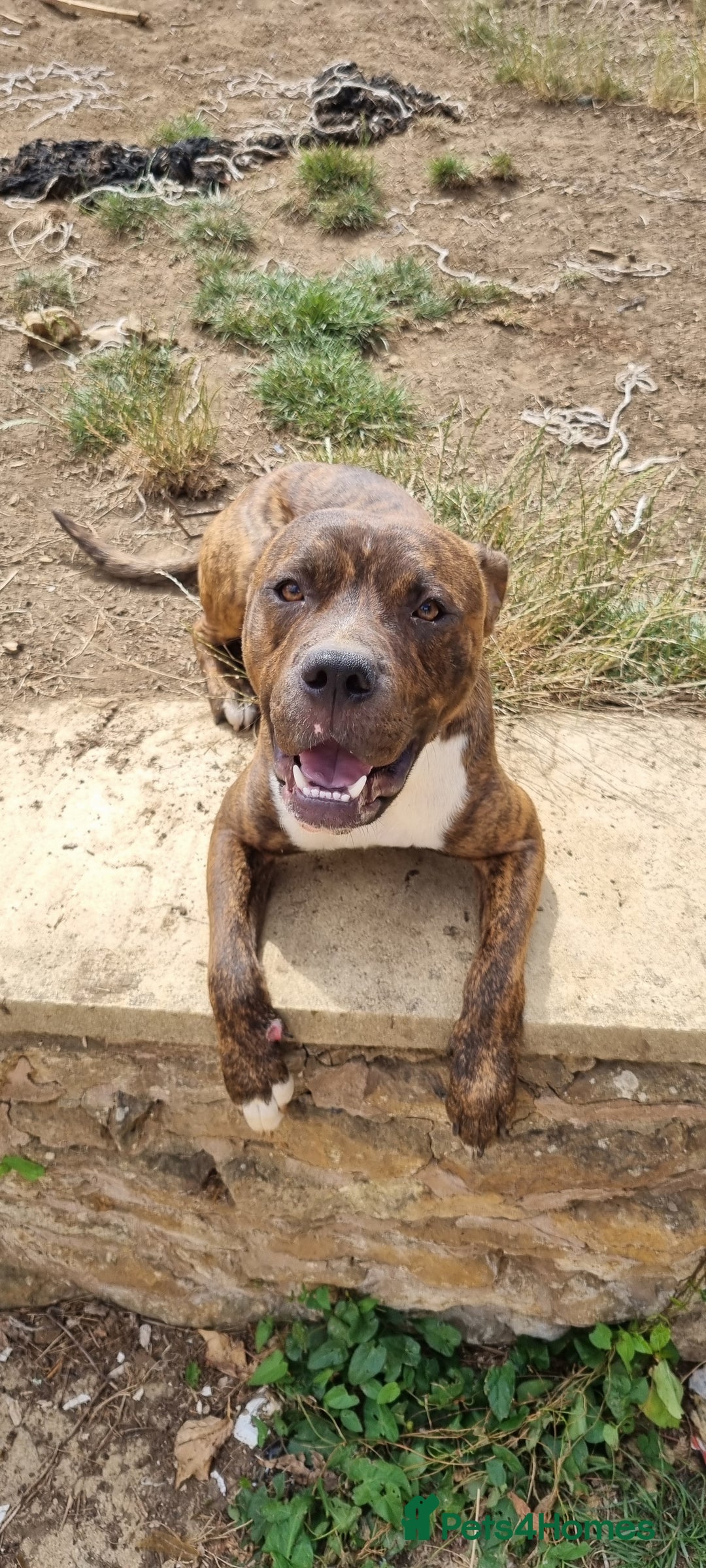 Mixed Breed dogs for sale: 2 lovely boys need a loving forever home - Image 5