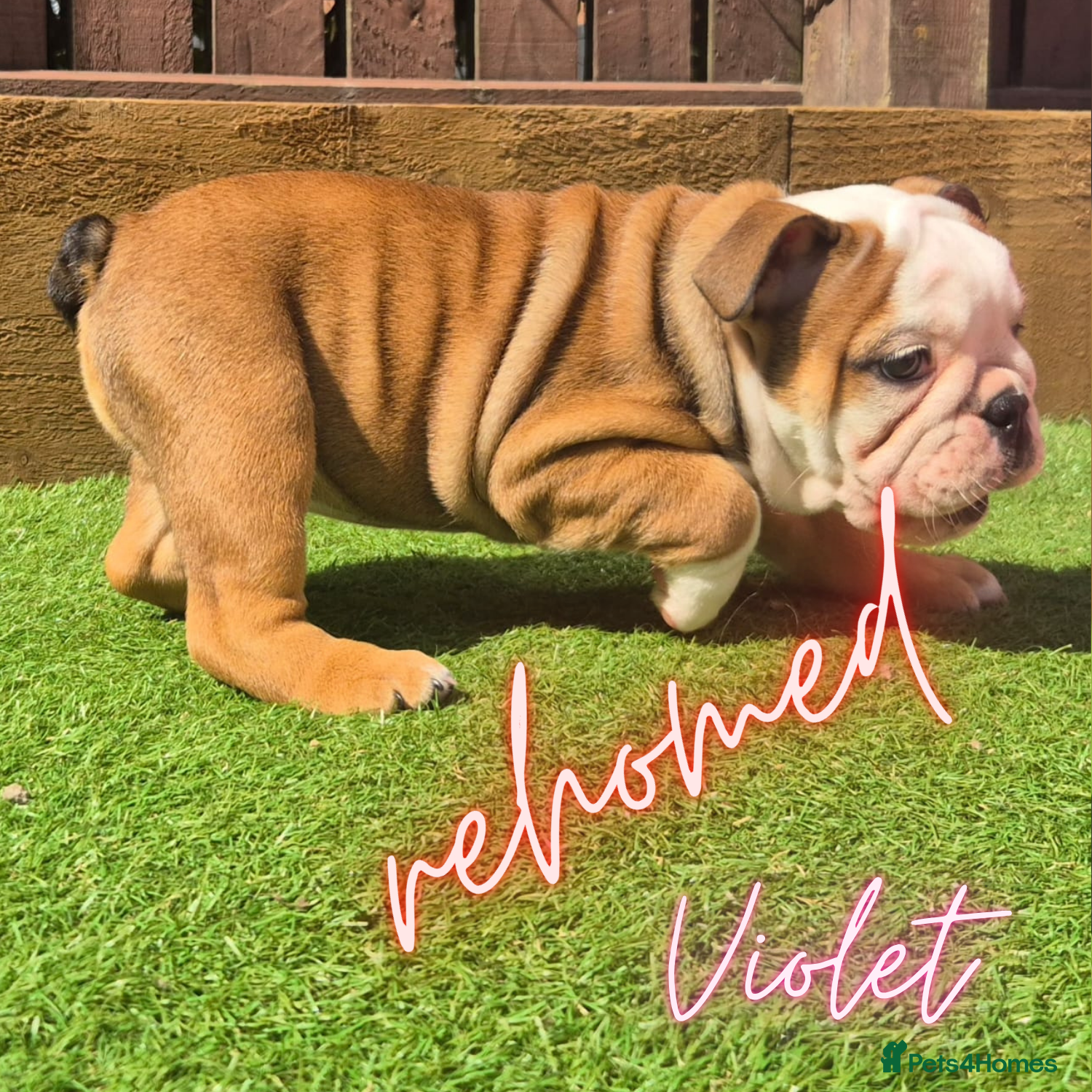 English Bulldog dogs REDUCED & READY 2 BOYS - KC British Bulldogs - Advert 2