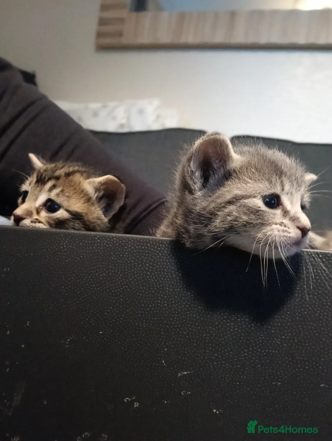 Mixed Breed cats for sale: Beautiful grey/tabby kittens - Advert 6