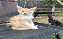 Maine Coon cats for sale: Maine Coon Kittens in Greenford - Image 11