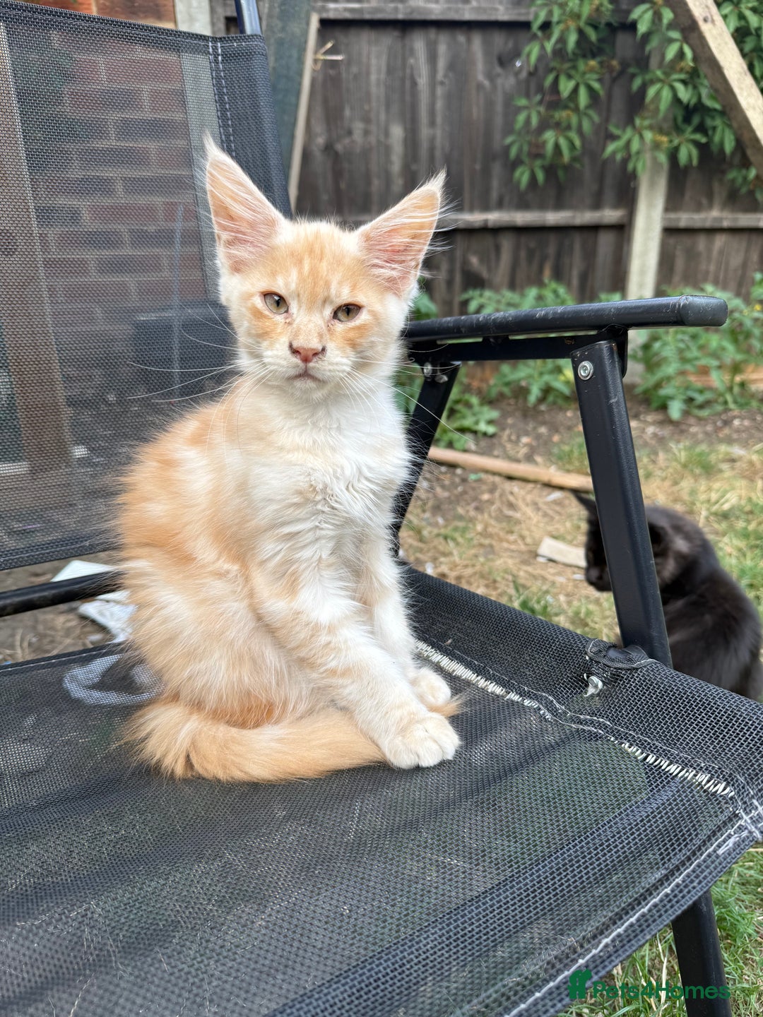 Maine Coon cats for sale: Maine Coon Kittens in Greenford - Image 11