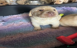 Labrador Retriever dogs for sale: Chunky KC reg Show line Champagnes boys  - Image 5