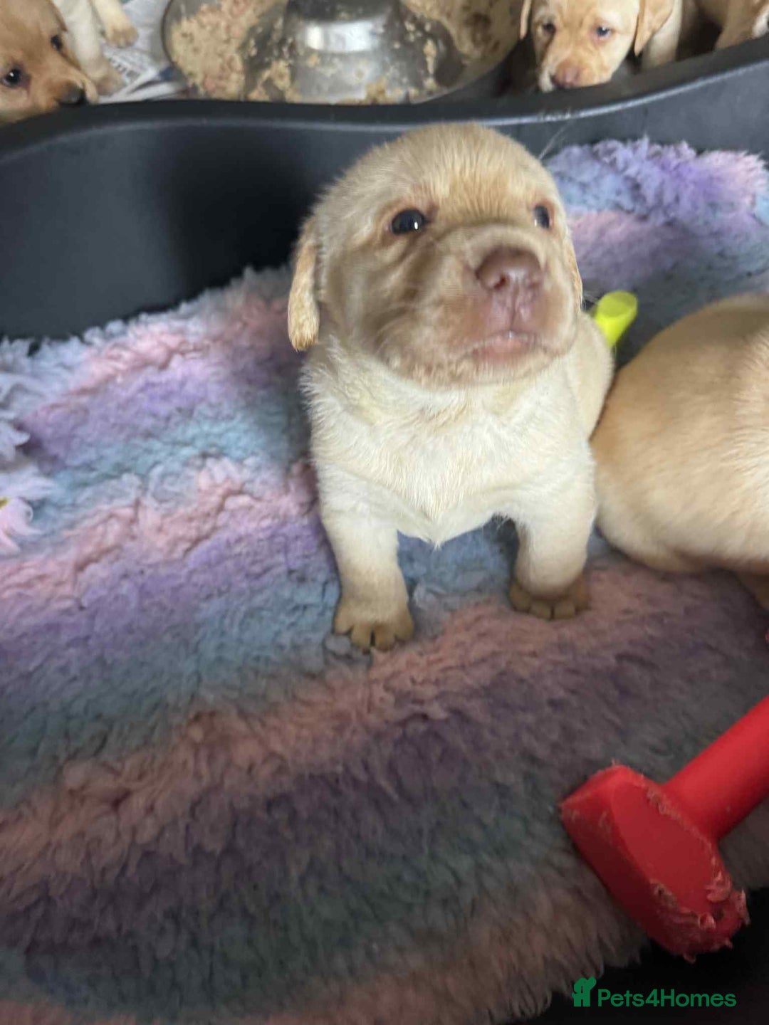 Labrador Retriever dogs for sale: Chunky KC reg Show line Champagnes boys  - Image 5