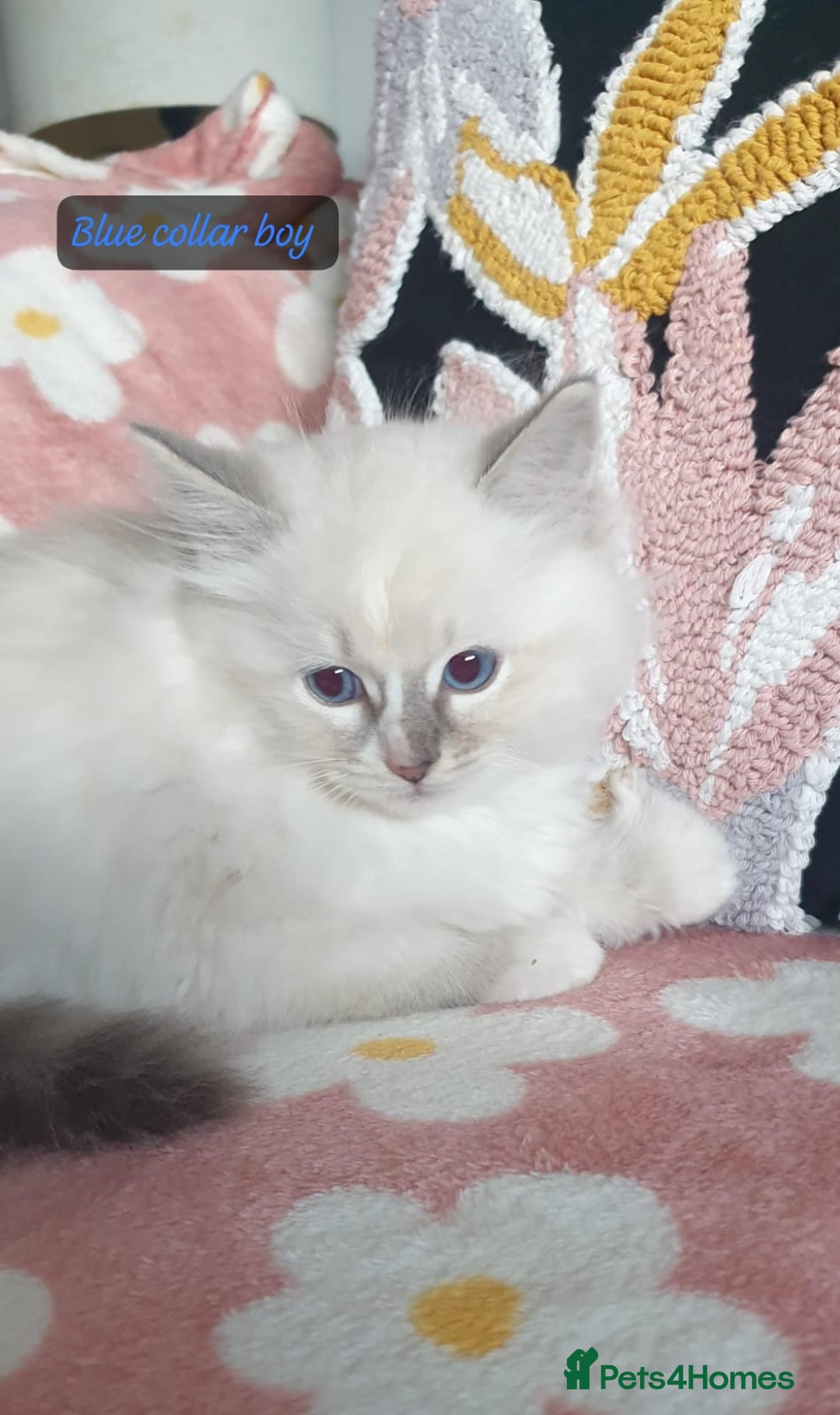 Ragdoll cats for sale: Absolutely Stunning GCCF Registered Kittens. - Advert 27