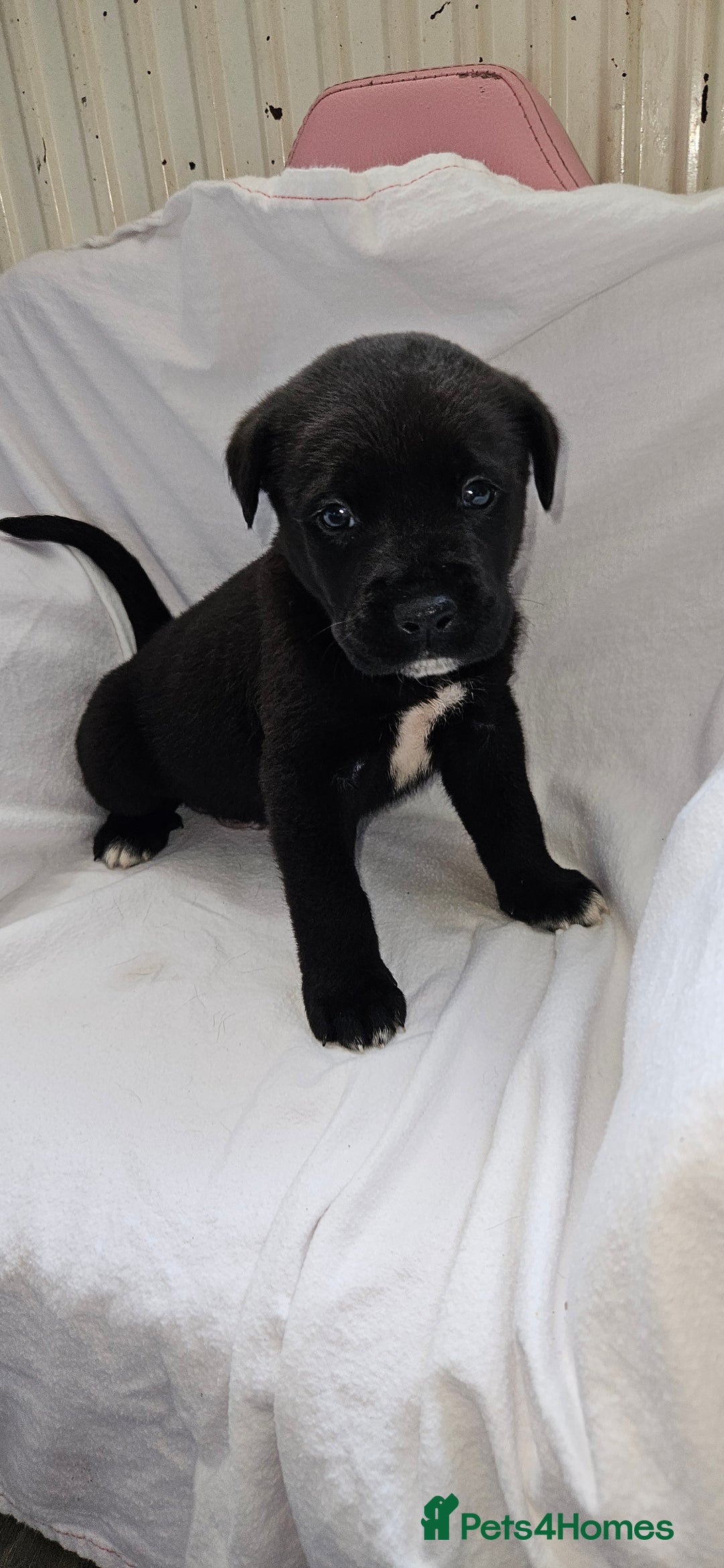 Mixed Breed dogs for sale: Huge American akita x cane corso pups - Advert 2