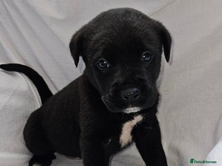 Mixed Breed dogs - Advert 26