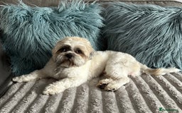 Shih Tzu dogs for stud: Shih Tzu FOR STUD ONLY - Image 3