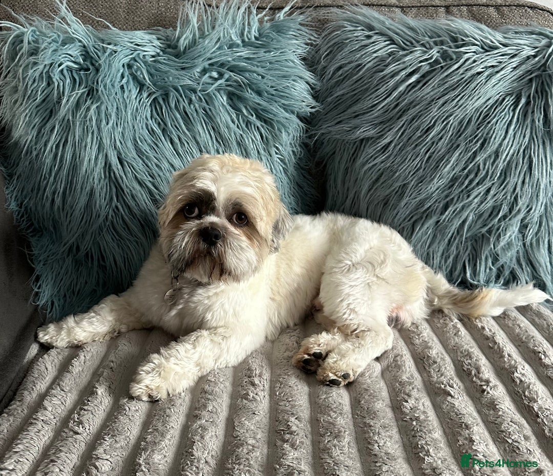 Shih Tzu dogs for stud: Shih Tzu FOR STUD ONLY - Image 3