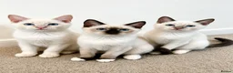 Siamese cats for sale: 3 Stunning Traditional Applehead Siamese Kittens - Advert 10