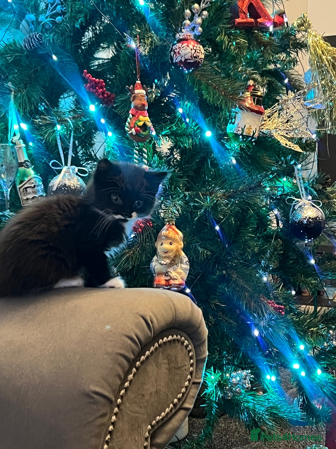 Mixed Breed cats for sale: 🐾 Two Kittens Looking for a Loving Home 🐾 - Advert 7