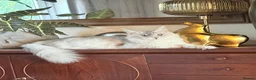Maine Coon cats for sale: Shaded blue eyes boy - Advert 3