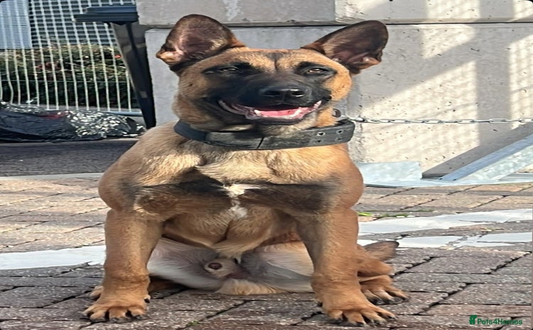 Belgian Shepherd Dog dogs - Advert 12