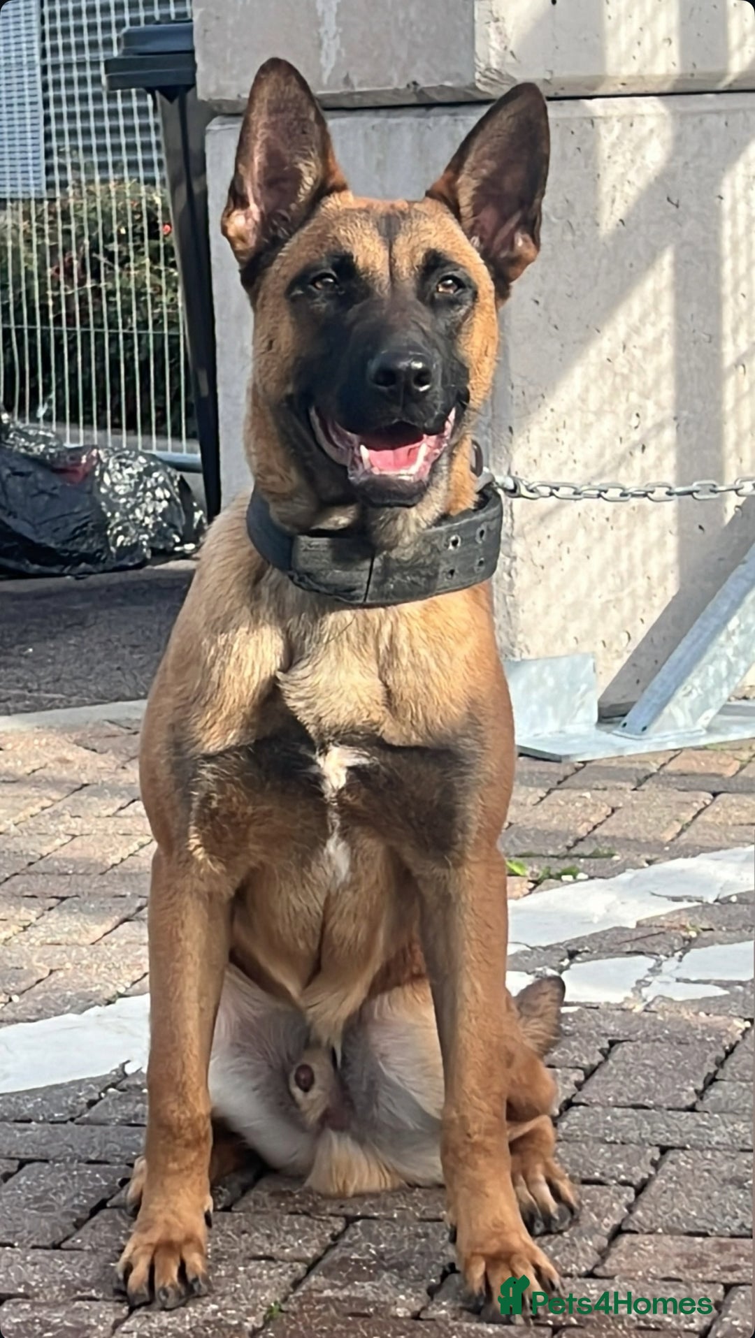 Belgian Shepherd Dog dogs for sale: Dutch herder male  - Image 1