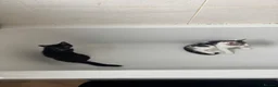 Domestic Shorthair cats for sale: Ready to go older kittens.  - Advert 4