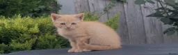 Mixed Breed cats for sale: Beautiful kittens need a new home - Advert 8