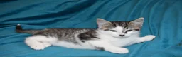 Mixed Breed cats for sale: 6 Gorgeous kittens for sale - Advert 39