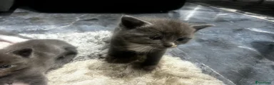 Ragdoll 3