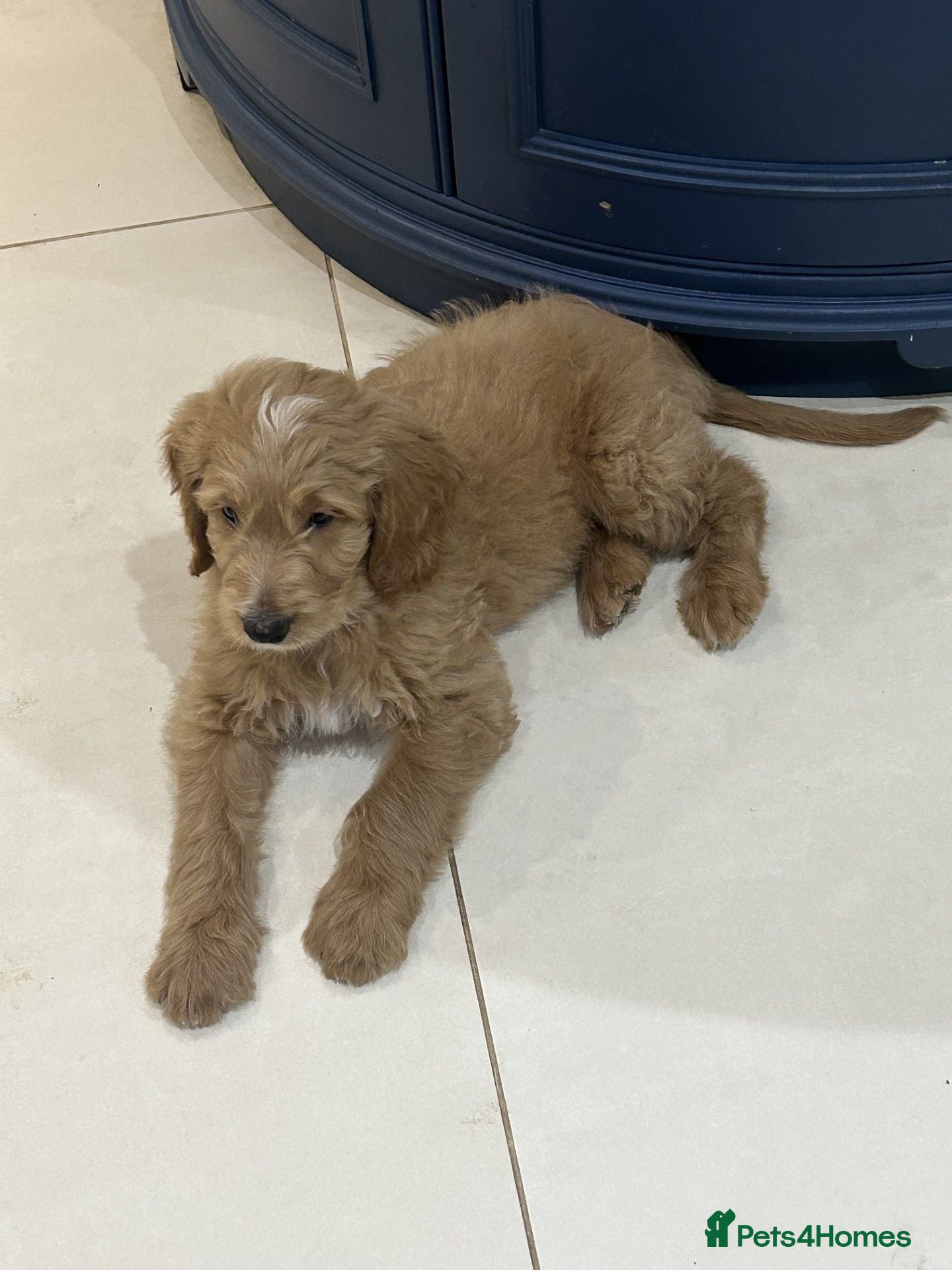 Goldendoodle dogs Multigen Double Doodle - Advert 2